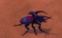 wiki:beetle.png
