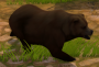 wiki:grizzly_bear.png