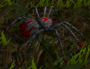 wiki:spider.png